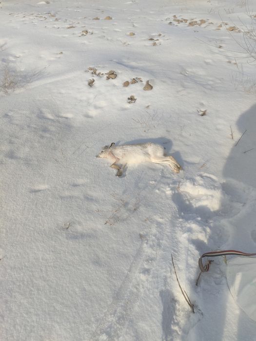 Продам мясо зайца