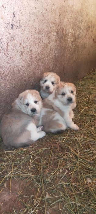 Продам двух щенков сучки им месяц мощные