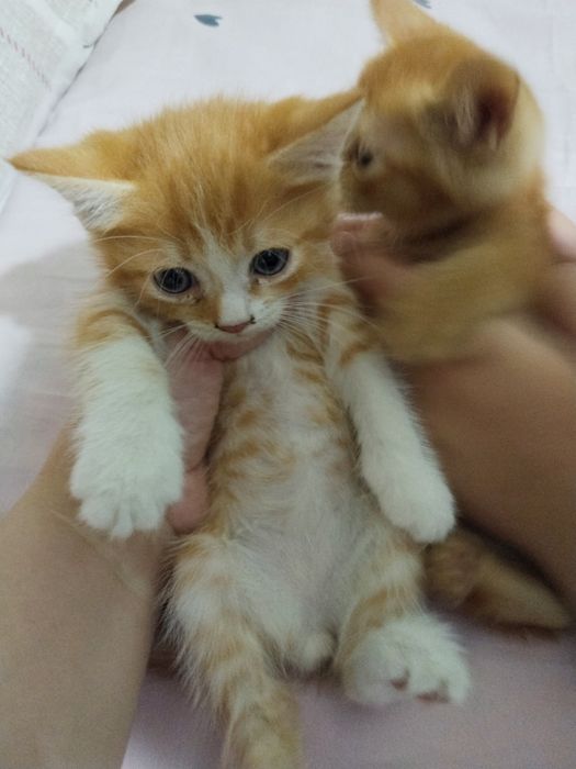 Sog'lom Mushuk bolalari