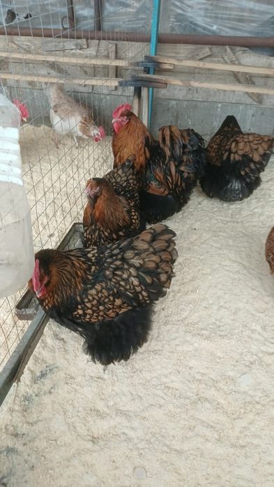 Продам кур породы орпингтон