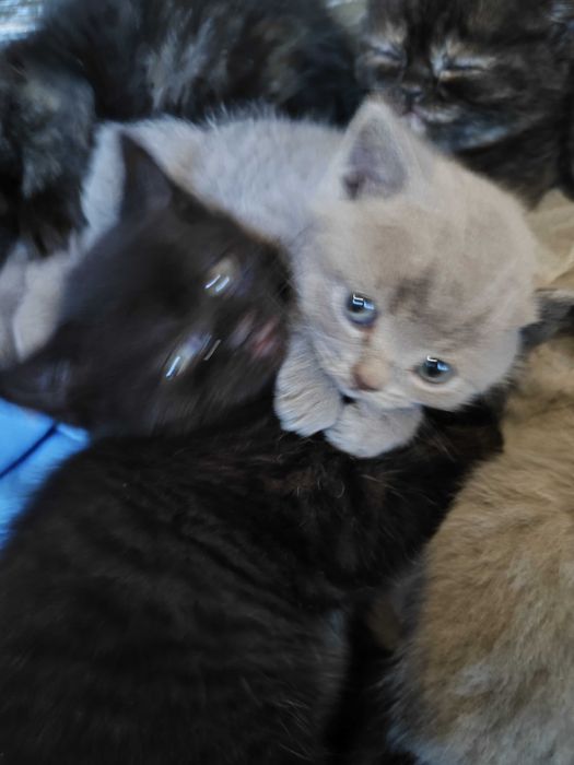 Котенца - късокосмести Британски