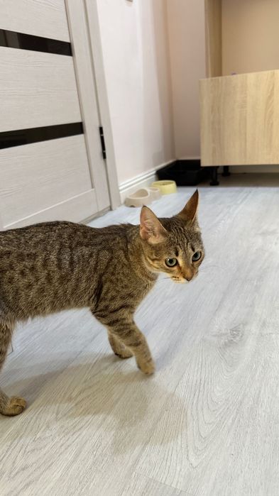 Отдам кошку в хорошие руки