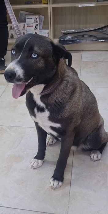 Тинки ищет дом. Доставлю!