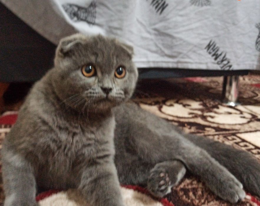 Кот для вязки британец