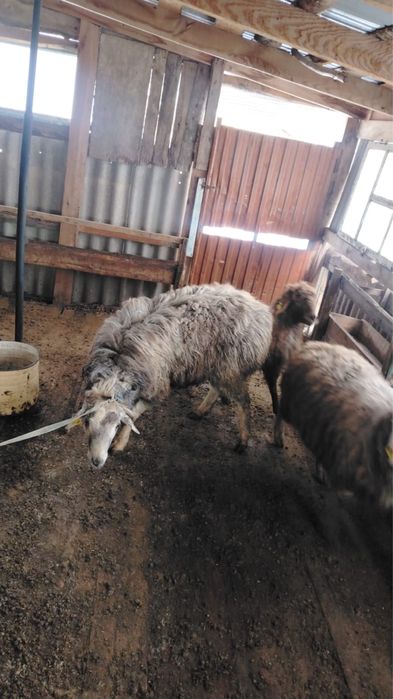 Қошқар сатамын / Продам кошкар Еділбай,