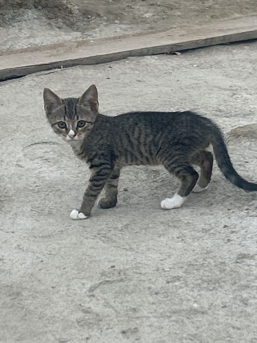 кошки 2месяц бесплатно!