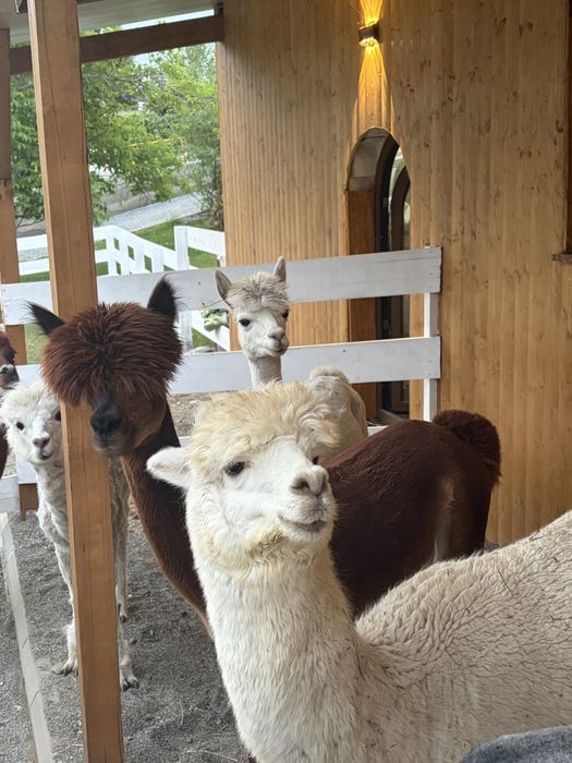 Alpaca de vanzare