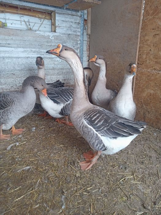 Gaste americane din vara trecuta