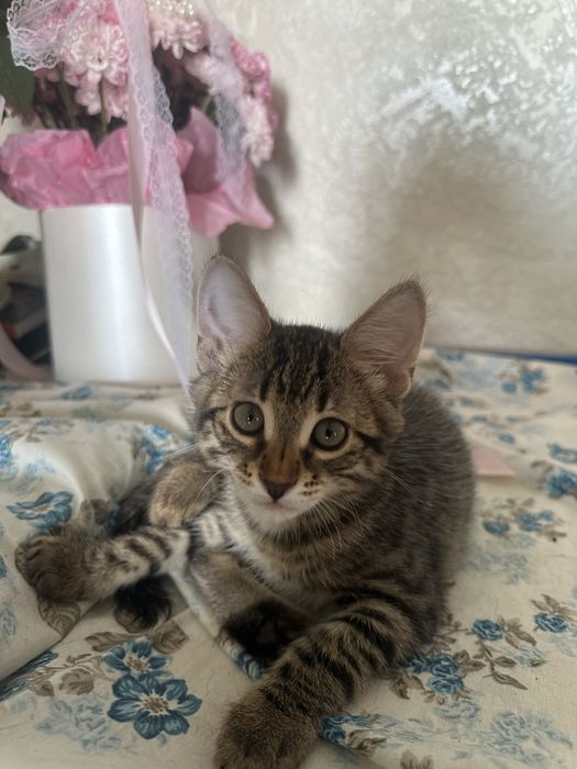 Отдам котенка в добрые руки