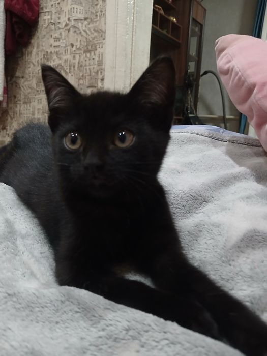 Котенок девочка.