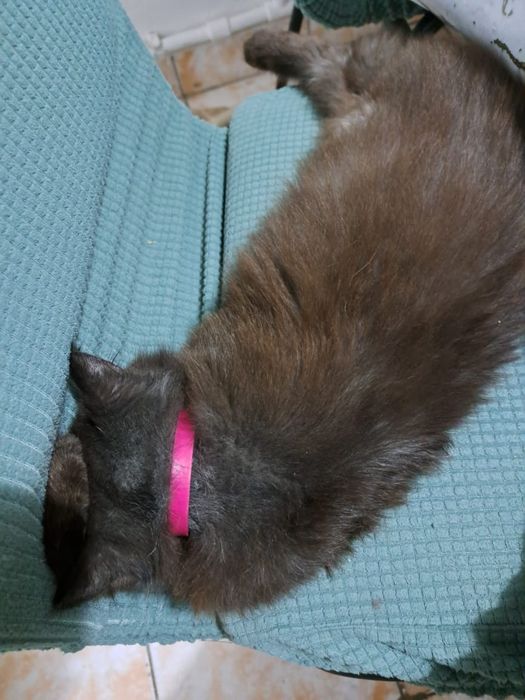 Отдам кошку добрые руки