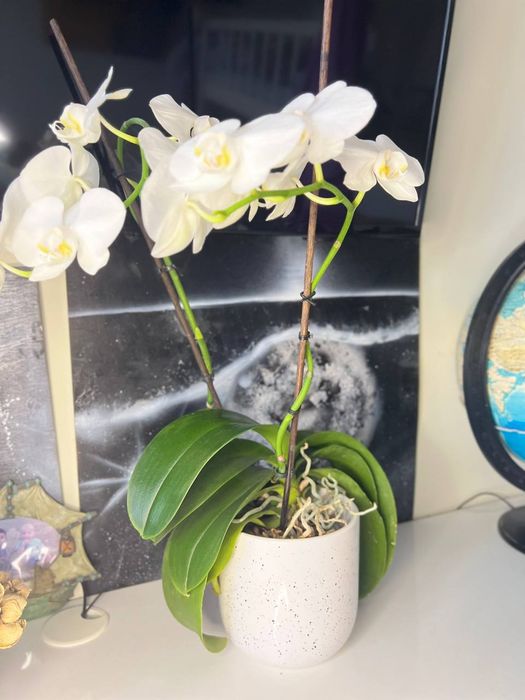 Орхидеи королевские. Гиганты