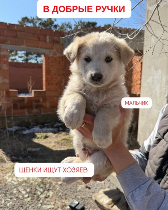 Отдам щенка в добрые руки