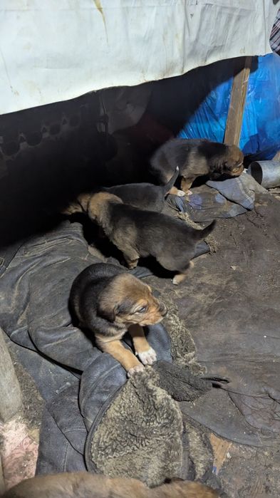 Продам русcкой гончей