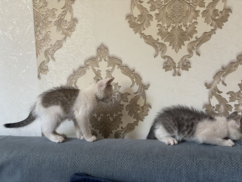Котят отдам в хорошие руки