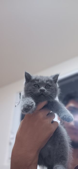 Scottish fold va straight