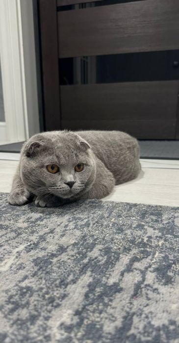 Skotish fold mushugi