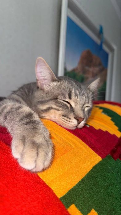 Отдам кота бесплатно