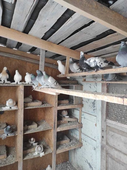 Продам хороших голубей с игрой.