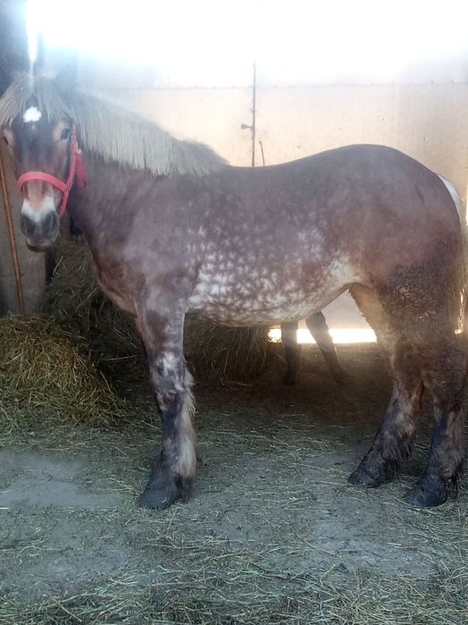 Vând mânză 8 luni foarte cuminte