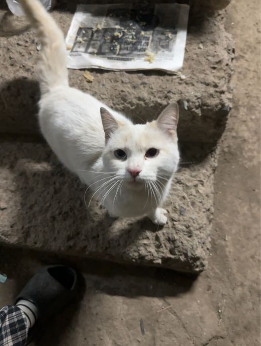 Возмите кота домой! Он МАЛЬЧИК