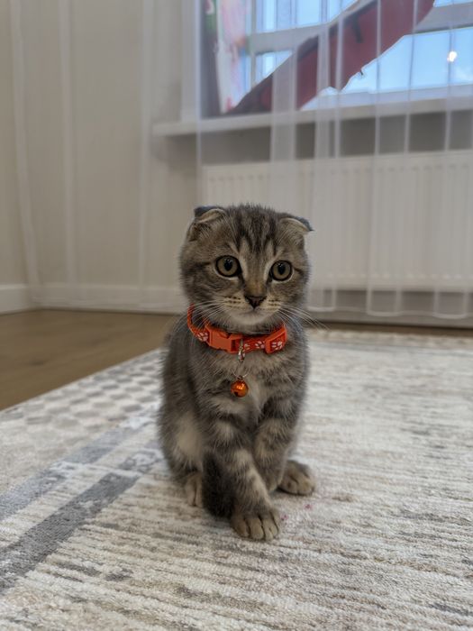 Шотландский вислоухий котик