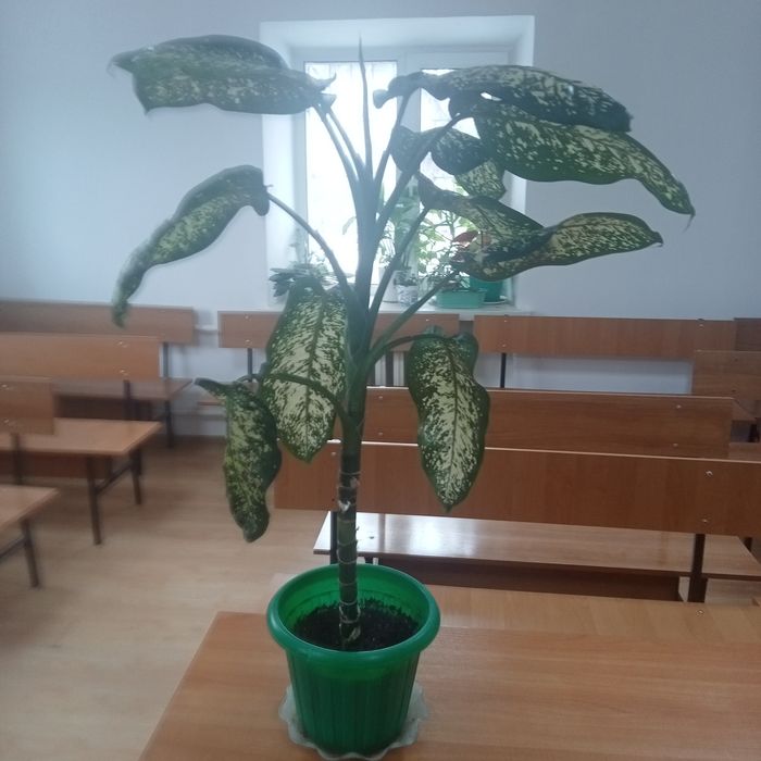 Комнатные растения