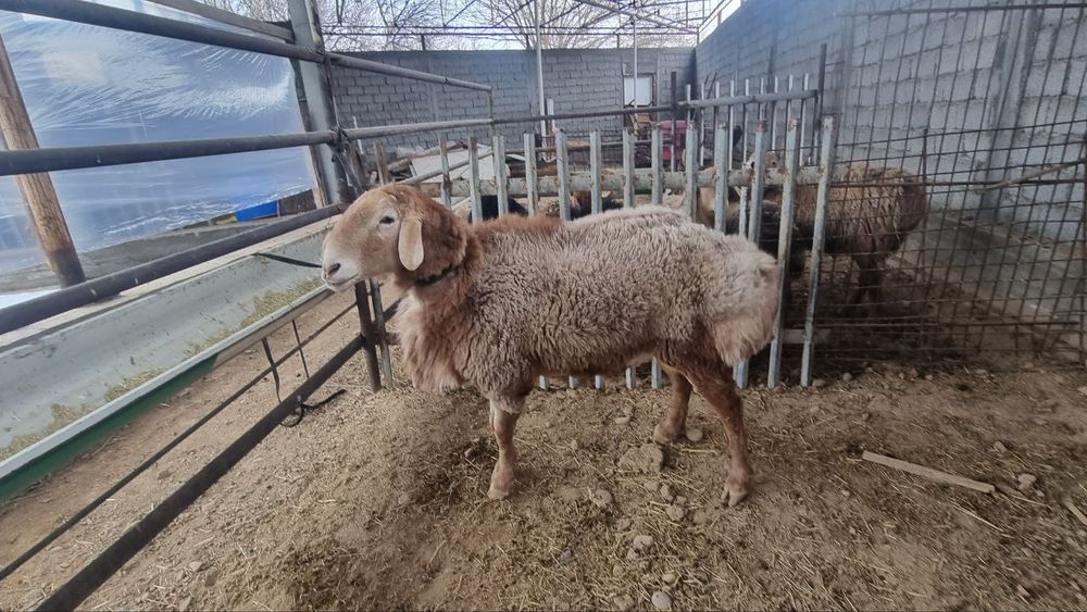 Зотдор кочкор сотилади