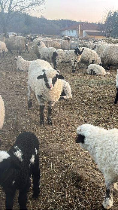 Miei de paste de vanzare