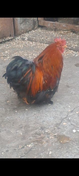 Продавам петлета и млади чифтове мини кохин