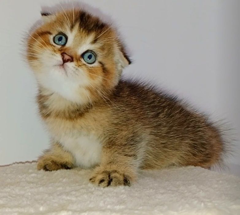 Шотланские котята  мальчики чистокровные