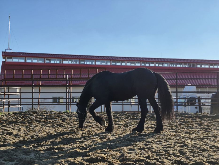 lecții de echitație