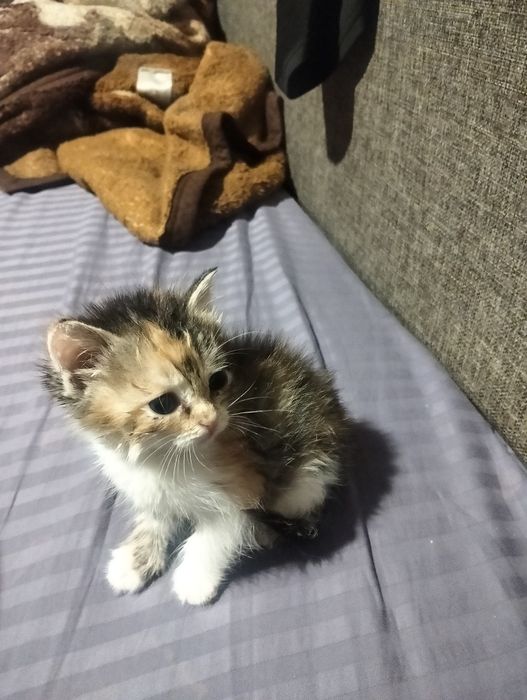 Милых котят отдам