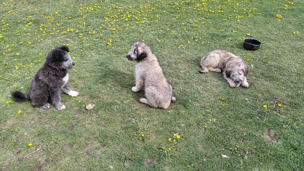 Donez cățeluse in vărstă de 3 luni