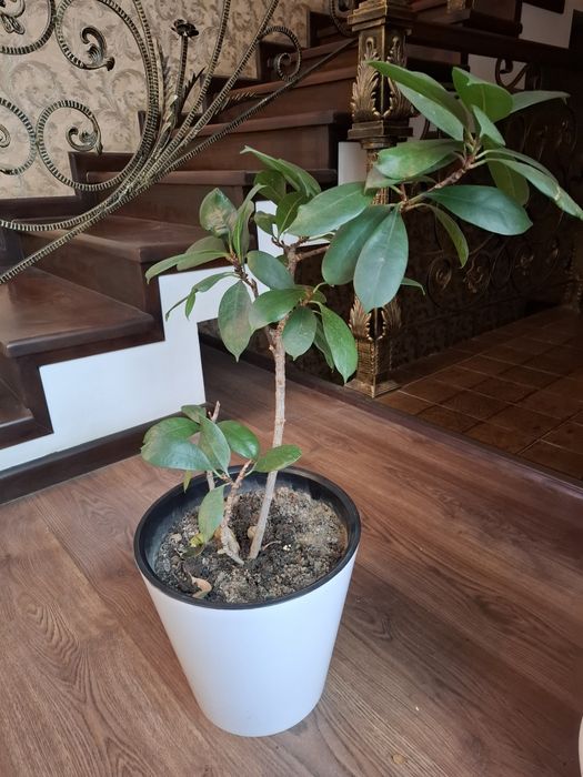 Yongʻoq soladigan fikus sotiladi