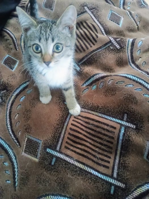 Отдам в добрые руки котенка