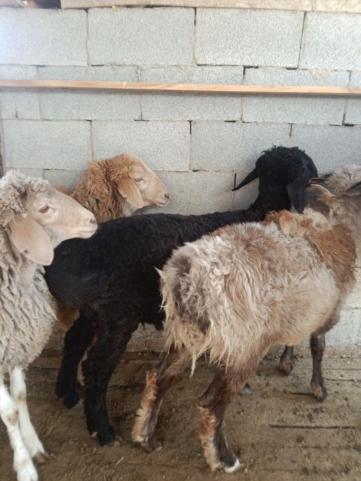 Тоқты ісек сатылады