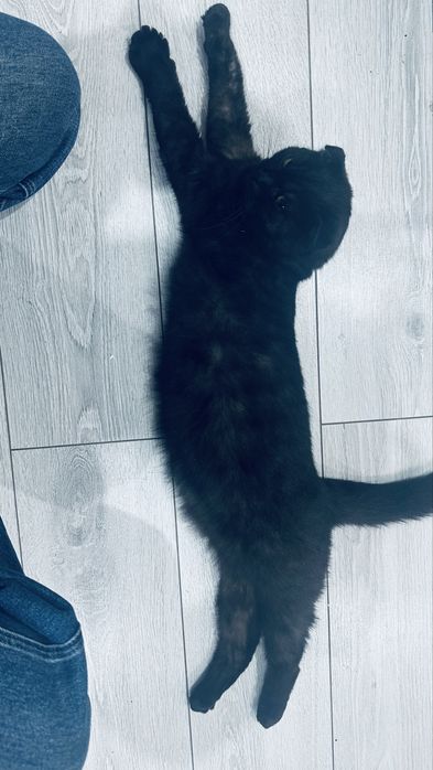 Отдам кота бесплатно