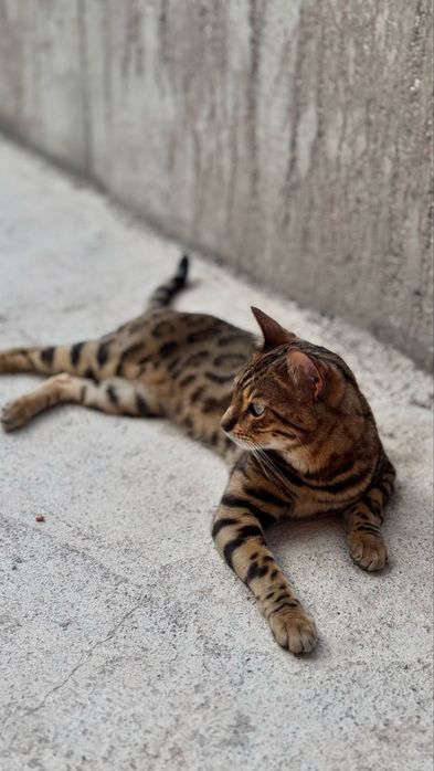 Продам кота в хорошие руки