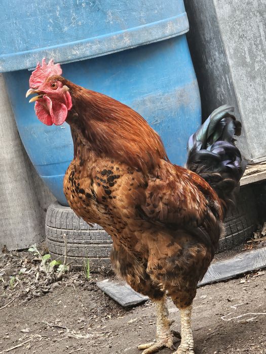 Продаю молодого петуха