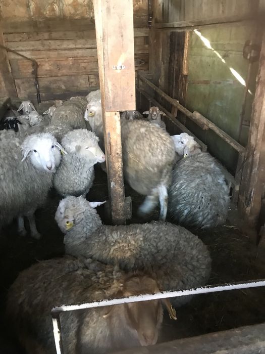 Тоқтылвр сатылады