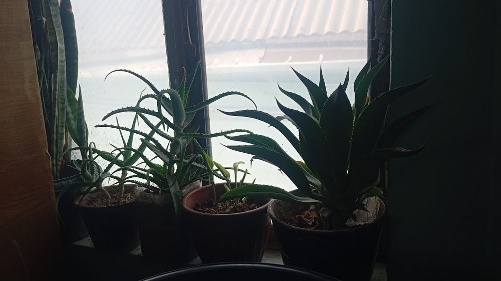 Arzon gullar sotiladi