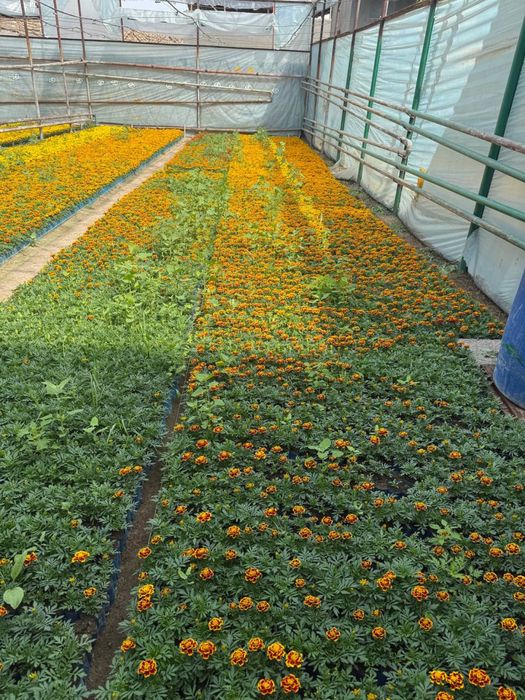 Bananza Gul urug’i Бананза Гул Гул кучатлари