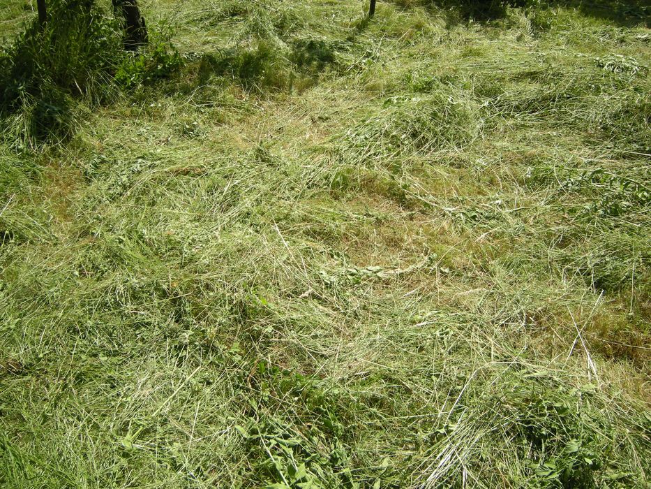 Vând fân şi otavă ecologică vrac