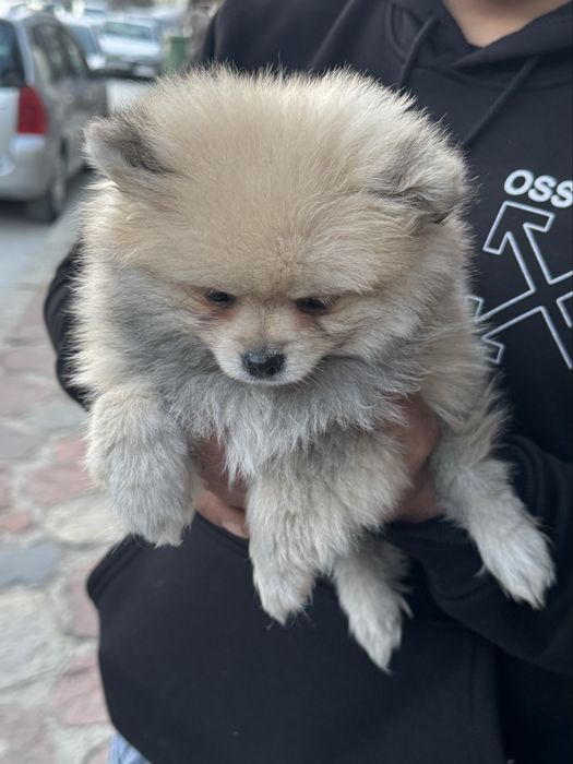 Померан Мъжки на 2 месеца