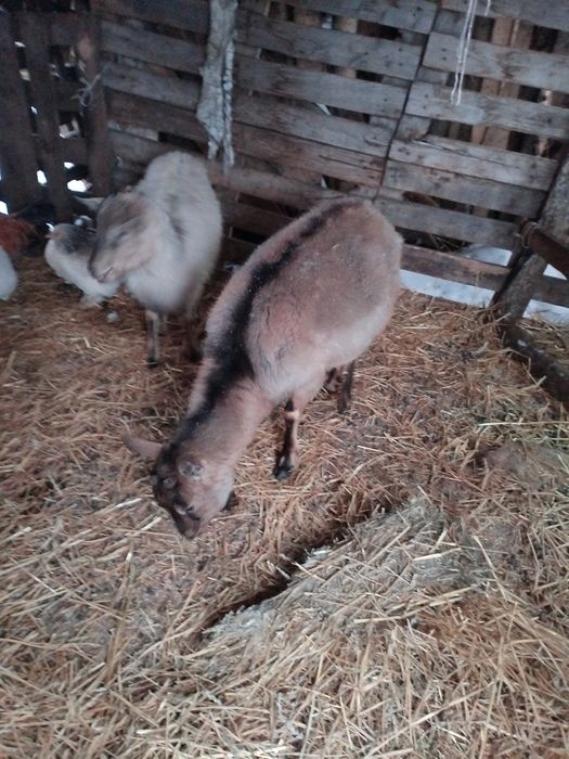 Продам коз дойных