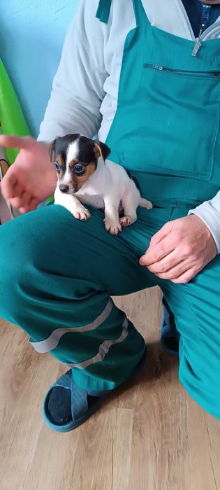 Джак Ръсел териер