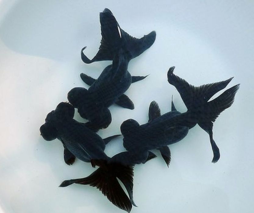 Золотые рыбки Жемчужены Оранда Телескоп Оранда Красная шапочка