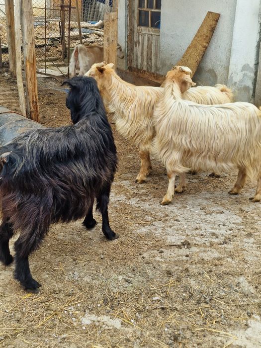 5 capre  schimba locatia