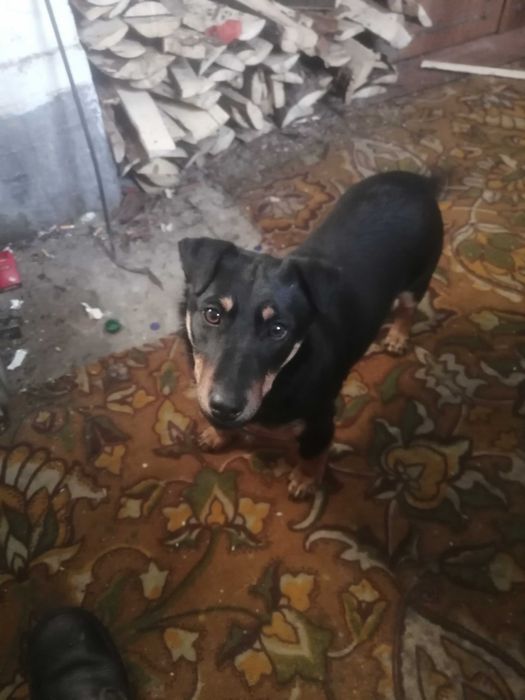 Ягд терьер. Кабель. 5месяцев. 50000тыс.